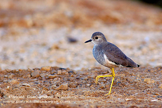 White-tailed Lapwing (Vanellus leucurus) - Vanneau à q. blanche 10740