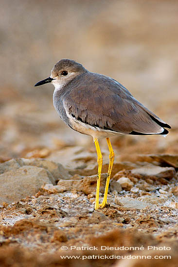 White-tailed Lapwing (Vanellus leucurus) - Vanneau à q. blanche 10742