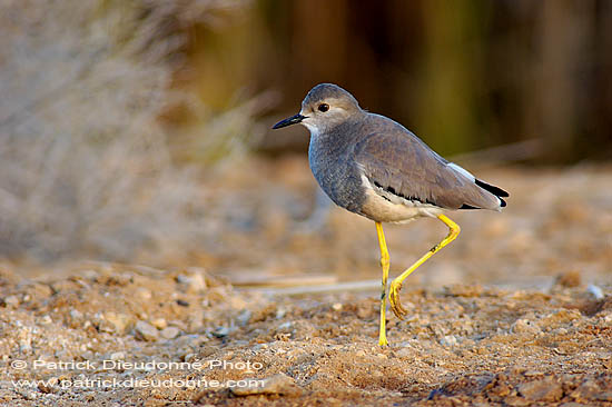 White-tailed Lapwing (Vanellus leucurus) - Vanneau à q. blanche 10743