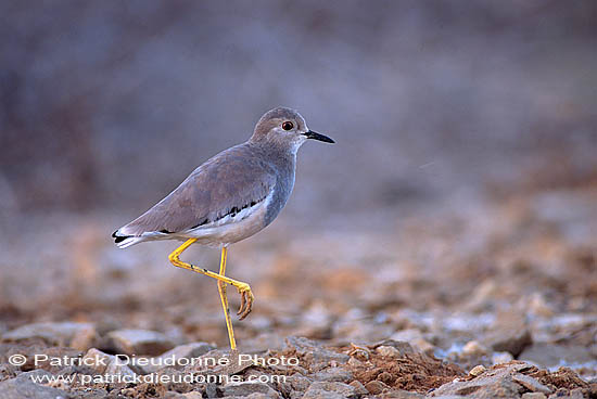 White-tailed Lapwing (Vanellus leucurus) - Vanneau à q. blanche 11081