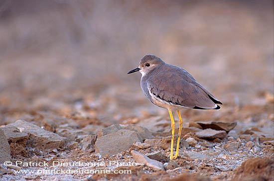 White-tailed Lapwing (Vanellus leucurus) - Vanneau à q. blanche 11083