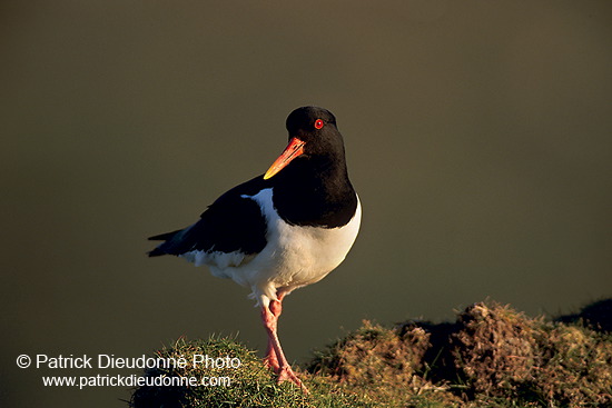 Oystercatcher (Haematopus ostralegus) - Huitrier pie - 17604