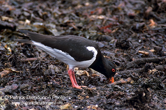 Oystercatcher (Haematopus ostralegus) - Huitrier pie - 17609