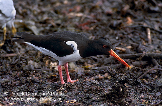 Oystercatcher (Haematopus ostralegus) - Huitrier pie - 17610