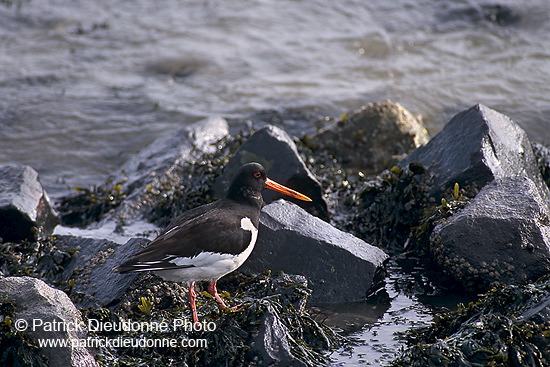 Oystercatcher (Haematopus ostralegus) - Huitrier pie - 17611