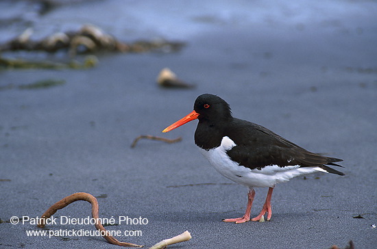 Oystercatcher (Haematopus ostralegus) - Huitrier pie - 17612