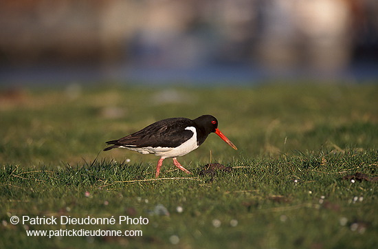 Oystercatcher (Haematopus ostralegus) - Huitrier pie - 17614