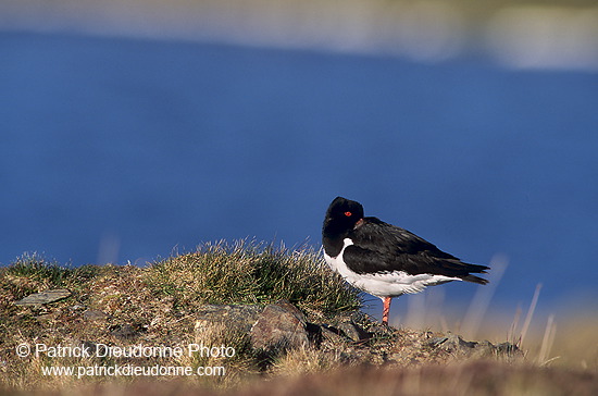 Oystercatcher (Haematopus ostralegus) - Huitrier pie - 17615