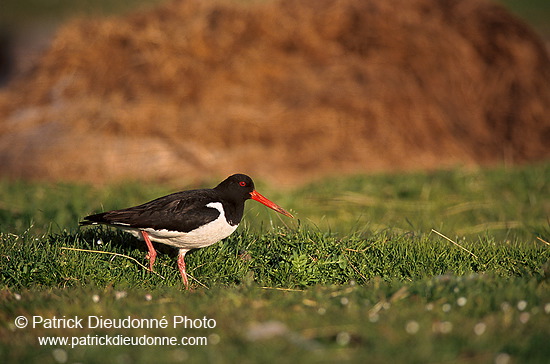 Oystercatcher (Haematopus ostralegus) - Huitrier pie - 17616