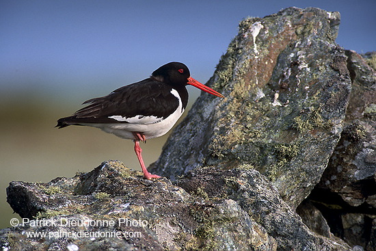 Oystercatcher (Haematopus ostralegus) - Huitrier pie - 17617