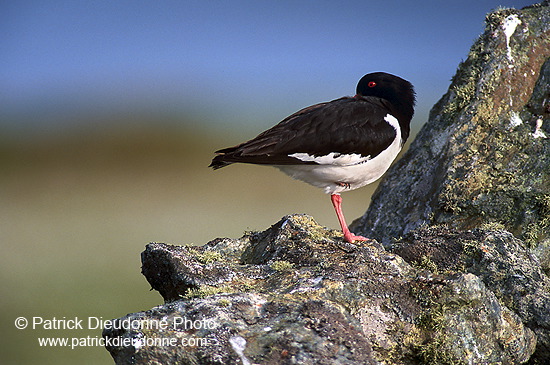 Oystercatcher (Haematopus ostralegus) - Huitrier pie - 17618