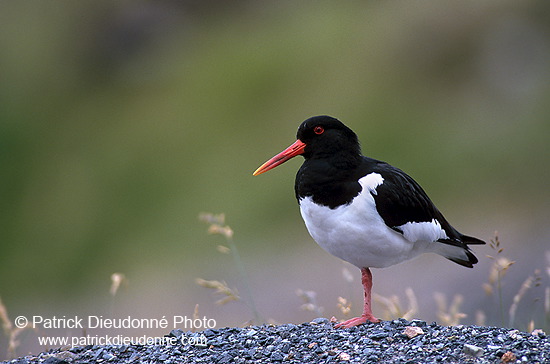 Oystercatcher (Haematopus ostralegus) - Huitrier pie - 17620