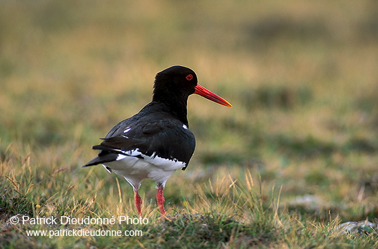 Oystercatcher (Haematopus ostralegus) - Huitrier pie - 17622