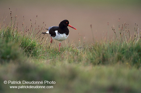 Oystercatcher (Haematopus ostralegus) - Huitrier pie - 17623