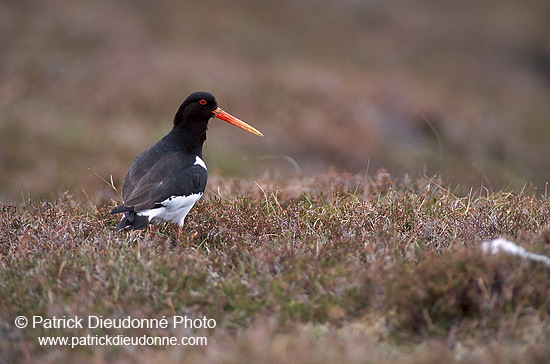 Oystercatcher (Haematopus ostralegus) - Huitrier pie - 17624