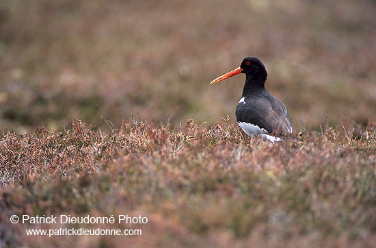 Oystercatcher (Haematopus ostralegus) - Huitrier pie - 17625