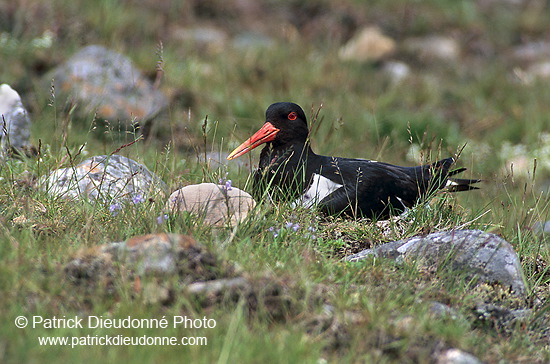 Oystercatcher (Haematopus ostralegus) - Huitrier pie - 17627