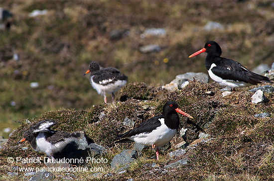 Oystercatcher (Haematopus ostralegus) - Huitrier pie - 17630