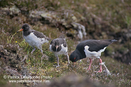 Oystercatcher (Haematopus ostralegus) - Huitrier pie - 17633