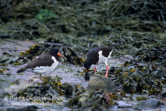 Oystercatcher (Haematopus ostralegus) - Huitrier pie - 17634