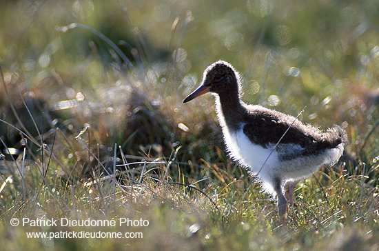 Oystercatcher (Haematopus ostralegus) - Huitrier pie - 17635