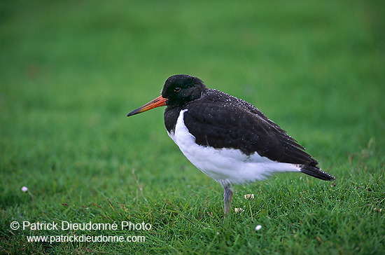 Oystercatcher (Haematopus ostralegus) - Huitrier pie - 17636