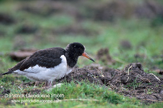 Oystercatcher (Haematopus ostralegus) - Huitrier pie - 17637