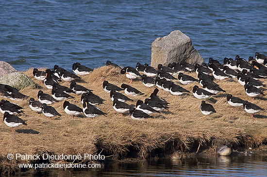 Oystercatcher (Haematopus ostralegus) - Huitrier pie - 17639