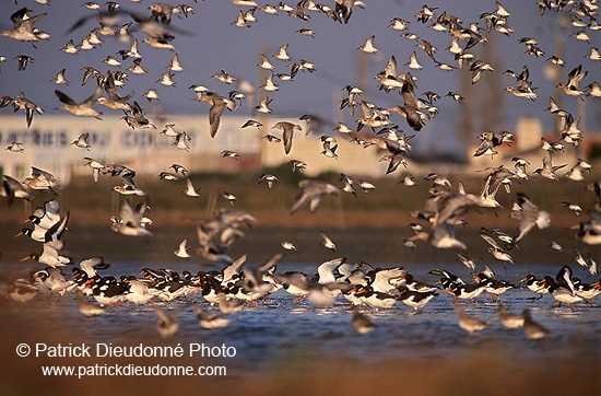 Oystercatcher (Haematopus ostralegus) - Huitrier pie - 17640