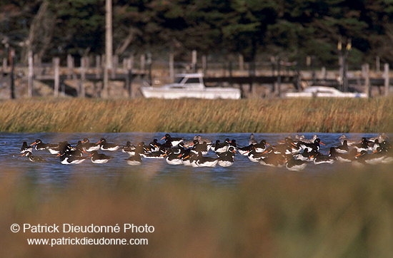 Oystercatcher (Haematopus ostralegus) - Huitrier pie - 17641