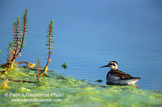 Red-necked Phalarope (Phalaropus lobatus) - Phalarope à bec mince - 17642