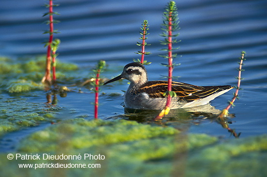 Red-necked Phalarope (Phalaropus lobatus) - Phalarope à bec mince - 17643