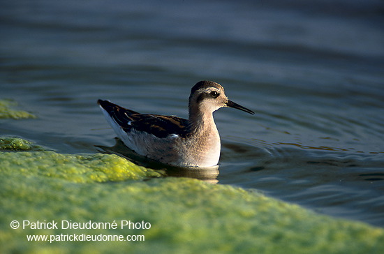 Red-necked Phalarope (Phalaropus lobatus) - Phalarope à bec mince - 17644