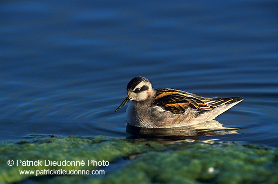 Red-necked Phalarope (Phalaropus lobatus) - Phalarope à bec mince - 17647