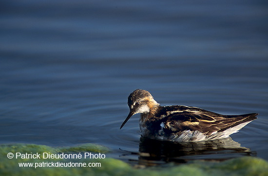 Red-necked Phalarope (Phalaropus lobatus) - Phalarope à bec mince - 17648