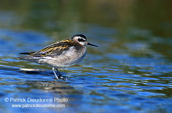 Red-necked Phalarope (Phalaropus lobatus) - Phalarope à bec mince - 17649