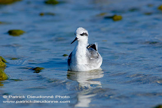 Red-necked Phalarope (Phalaropus lobatus) Phalarope à bec étroit (10758]