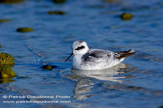 Red-necked Phalarope (Phalaropus lobatus) Phalarope à bec étroit 10759