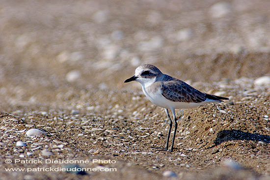 Caspian Plover (Charadrius asiaticus) - Pluvier asiatique  10766