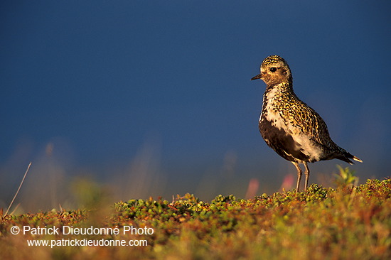 Golden Plover (Pluvialis apricaria) - Pluvier doré - 17650