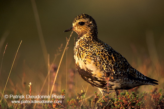 Golden Plover (Pluvialis apricaria) - Pluvier doré - 17653