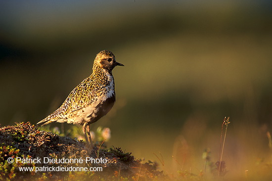 Golden Plover (Pluvialis apricaria) - Pluvier doré - 17655