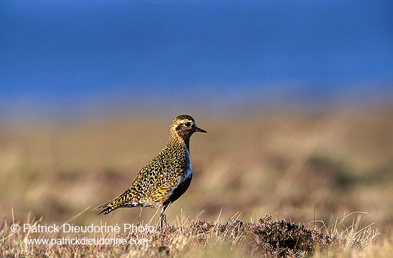 Golden Plover (Pluvialis apricaria) - Pluvier doré - 17656