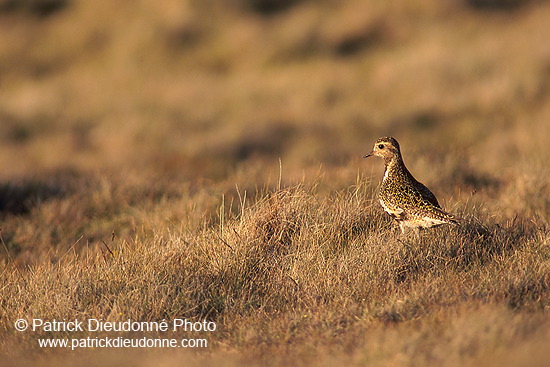 Golden Plover (Pluvialis apricaria) - Pluvier doré - 17657