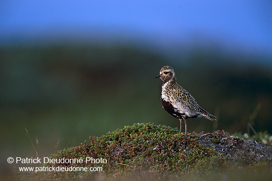 Golden Plover (Pluvialis apricaria) - Pluvier doré - 17659