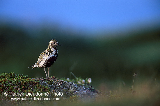 Golden Plover (Pluvialis apricaria) - Pluvier doré - 17660