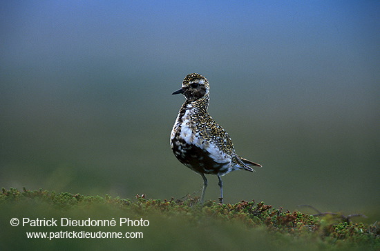 Golden Plover (Pluvialis apricaria) - Pluvier doré - 17661