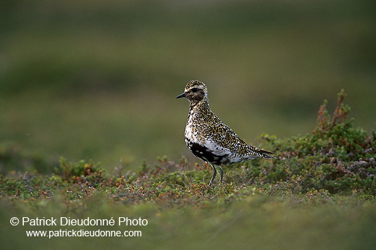 Golden Plover (Pluvialis apricaria) - Pluvier doré - 17662