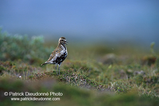 Golden Plover (Pluvialis apricaria) - Pluvier doré - 17663