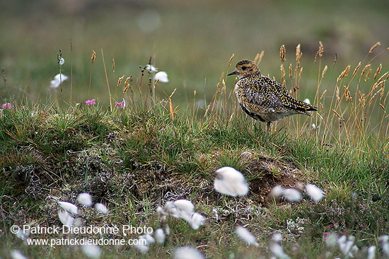 Golden Plover (Pluvialis apricaria) - Pluvier doré - 17664